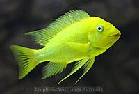Нажмите на изображение для увеличения
Название: Petrochromis_sp.Moshi_Yellow.jpg
Просмотров: 289
Размер:	77.6 Кб
ID:	486402
