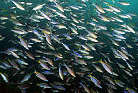     
: ---cyprichromis-leptosoma.jpg
: 609
:	120.2 
ID:	487155