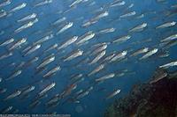     
: cyprichromis----.jpg
: 551
:	64.5 
ID:	487156