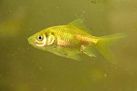     
: Kovcheg_Fish_013_GoldFish.jpg
: 424
:	557.9 
ID:	215570