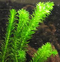     
: elodea_densa.jpg
: 329
:	30.1 
ID:	145355