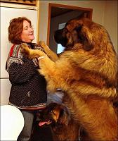     
: leonberger.jpg
: 203
:	68.2 
ID:	306288