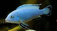     
: Pseudotropheus_socolofi.jpg
: 780
:	12.7 
ID:	104055