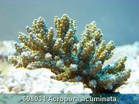     
: 608031 Acropora acuminata 002.jpg
: 364
:	236.7 
ID:	53472