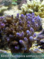     
: 608051 Acropora anthocercis 001.jpg
: 348
:	269.9 
ID:	53473