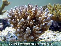     
: 608051 Acropora anthocercis 002.jpg
: 340
:	251.1 
ID:	53474