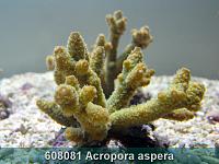     
: 608081 Acropora aspera 001.jpg
: 401
:	216.8 
ID:	53475