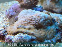     
: 608281 Acropora crateriformis 001.jpg
: 388
:	279.3 
ID:	53476