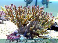     
: 608351 Acropora desalwii 001.jpg
: 327
:	288.5 
ID:	53477