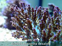     
: 608351 Acropora desalwii 002.jpg
: 364
:	238.1 
ID:	53478