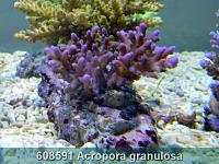     
: 608591 Acropora granulosa 001.jpg
: 381
:	282.0 
ID:	53479