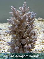     
: 608641 Acropora horrida 001.jpg
: 374
:	263.9 
ID:	53481