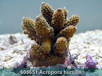     
: 608651 Acropora humilis 001.jpg
: 335
:	228.4 
ID:	53482