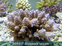     
: 609411 Acropora secale 001.jpg
: 355
:	248.3 
ID:	53489