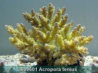     
: 609601 Acropora tenius 001.jpg
: 378
:	238.4 
ID:	53490