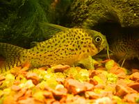     
: Corydoras kanei_04.jpg
: 517
:	64.8 
ID:	366793