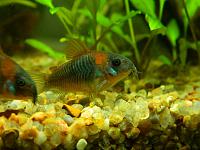     
: Corydoras_velezuelanus_02.jpg
: 532
:	60.1 
ID:	366801