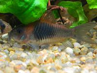     
: Corydoras_velezuelanus_04.jpg
: 534
:	52.9 
ID:	366802