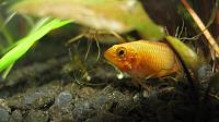     
: Apistogramma Viejita GOLD.jpg
: 468
:	167.8 
ID:	194299