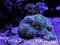     
: rhodactis1.jpg
: 192
:	1.64 
ID:	687013