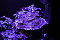     
: montipora1.jpg
: 197
:	620.6 
ID:	687014