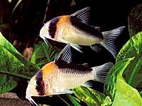     
: Corydoras-panda.jpg
: 230
:	31.8 
ID:	487731