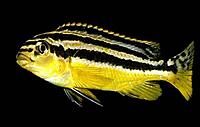     
: melanochromis-auratus-5.jpg
: 217
:	21.2 
ID:	589952