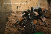     
: Brachypelma emilia.jpg
: 559
:	59.2 
ID:	295247