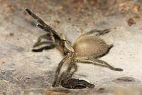     
: Monocentropus balfouri 1 FM L6.jpg
: 321
:	51.1 
ID:	355765