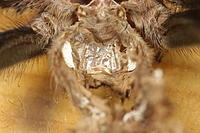     
: Pterinopelma sazimai L8.jpg
: 262
:	55.3 
ID:	480128