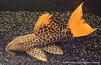     
: Pseudacanthicus leopardus L 114.jpg
: 323
:	406.2 
ID:	479411