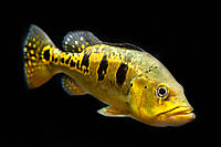     
: CICHLA KELBERI.jpg
: 325
:	222.3 
ID:	490161