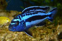     
: Blue johanni cichlid, Maingano - Melanochromis cyaneorhabdos.JPG
: 926
:	64.8 
ID:	375119