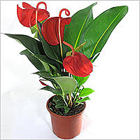     
: anthurium3.jpg
: 319
:	66.4 
ID:	405601