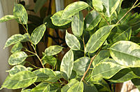     
: ficus-benjamina-top.jpg
: 594
:	98.2 
ID:	405632