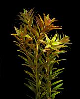     
: rotala.jpg
: 366
:	143.6 
ID:	149906