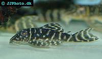     
: Hypancistrus_sp_L-340.jpg
: 234
:	37.8 
ID:	160096