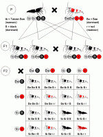     
: 450px-Mendelian_inheritance_for_Red_Bee_and_Taiwan_Bee.gif
: 546
:	24.0 
ID:	318119