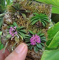     
: Schoenorchis fragrans.jpg
: 187
:	125.5 
ID:	654125