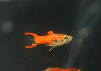     
: red-chilli-endler-livebearer-2.jpg
: 670
:	64.2 
ID:	185417