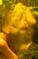     
: Echinodorus species2.jpg
: 404
:	39.3 
ID:	288588