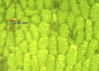     
: Homalia sp.Rosa moss100[+].jpg
: 738
:	195.6 
ID:	188208