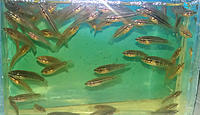     
: UBC---Wild-Betta-Smaragdina--fry.jpg
: 224
:	210.6 
ID:	612662