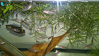     
: UBC---Wild-Betta-Smaragdina-&-fry--2.jpg
: 226
:	206.3 
ID:	612663