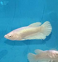     
: White-platinum-HM-betta-fry-2.jpg
: 244
:	180.4 
ID:	627045