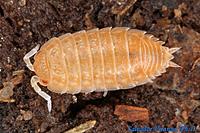     
: Class-Malacostraca-Isopoda-Porcellionidae-Porcellio-laevis-Pillbugs-F.jpg
: 585
:	283.4 
ID:	621916
