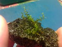     
: Star Moss - Hyophila Involuta 2 .jpg
: 424
:	110.9 
ID:	201740