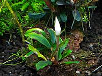     
: Bucephalandra sp.Kualakuayan-1.jpg
: 483
:	81.8 
ID:	417493