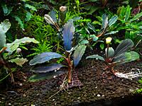     
: Bucephalandra sp. Cherish - 3.. .jpg
: 1202
:	99.9 
ID:	431640