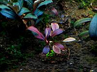     
: Bucephalandra sp. Brownie Red...jpg
: 576
:	117.0 
ID:	495378